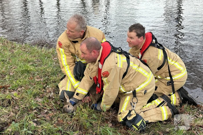 Brandweer redt hert uit vaart