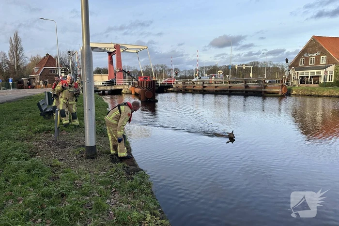 Brandweer redt hert uit vaart
