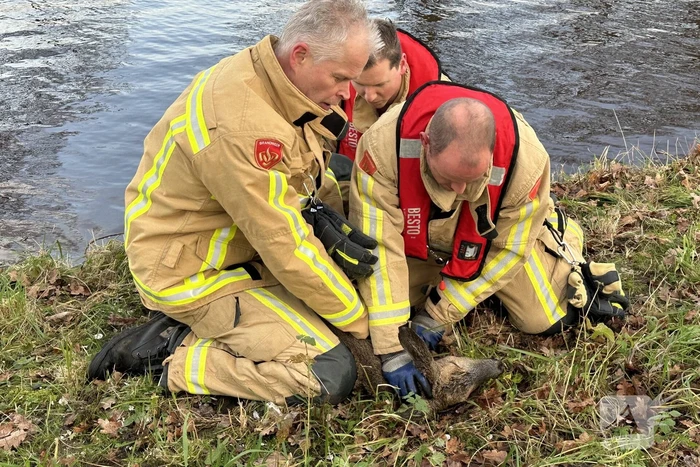 Brandweer redt hert uit vaart