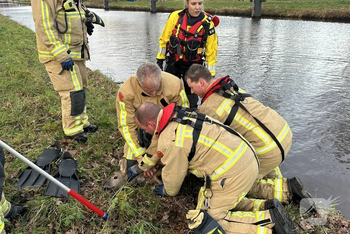 Brandweer redt hert uit vaart