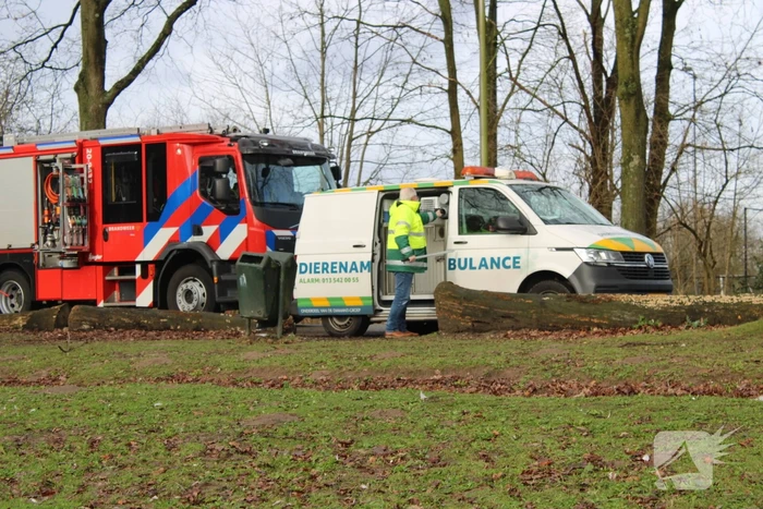 Dier gered door brandweer