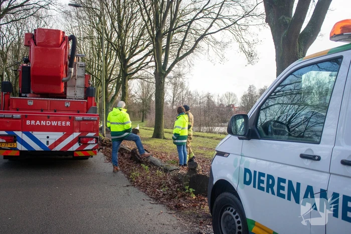 Dier gered door brandweer