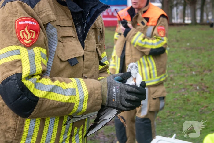 Dier gered door brandweer