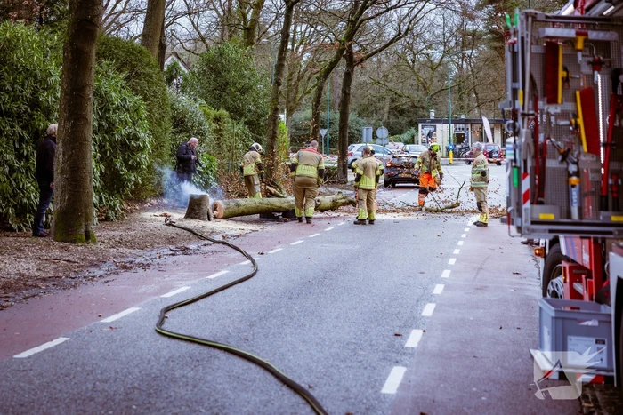 Boom in stukken gezaagd na brand