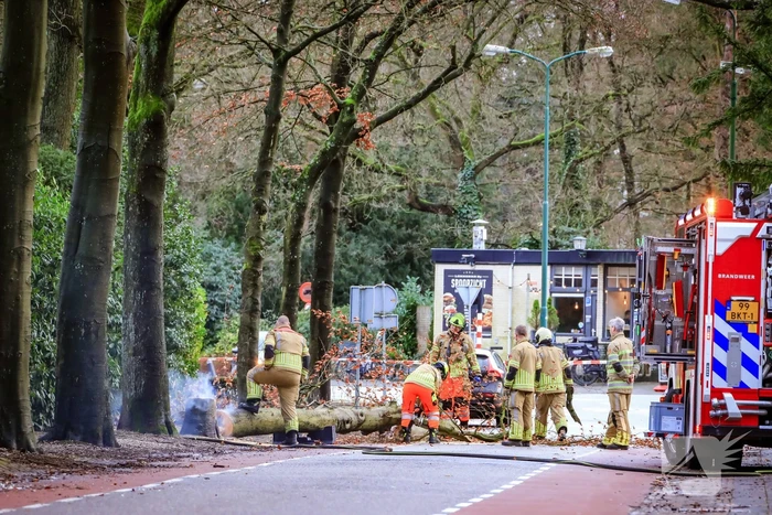Boom in stukken gezaagd na brand
