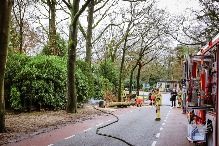 Boom in stukken gezaagd na brand