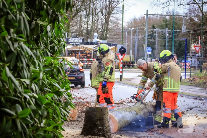 Boom in stukken gezaagd na brand