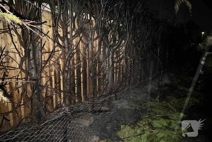Felle brand in coniferenhaag
