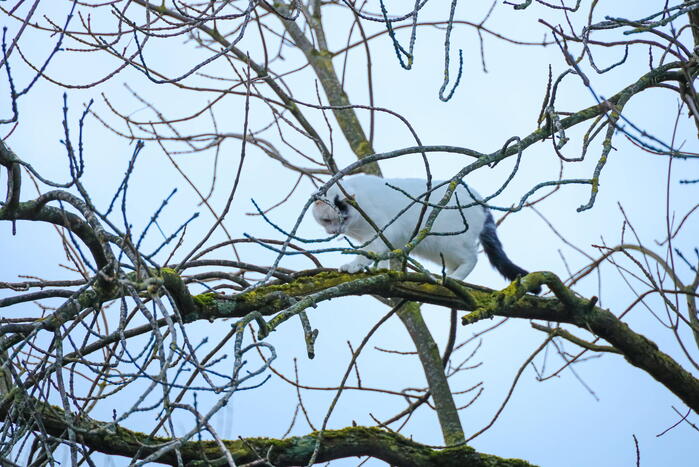 Brandweerman haalt kat uit boom