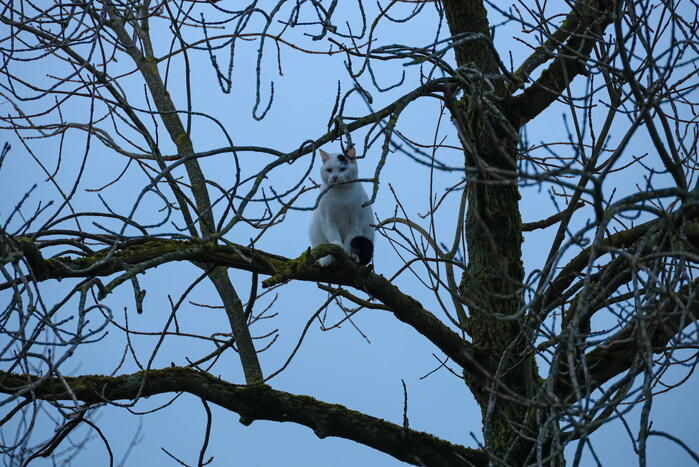 Brandweerman haalt kat uit boom