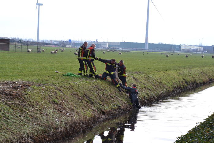 Brandweer redt schaap uit een sloot