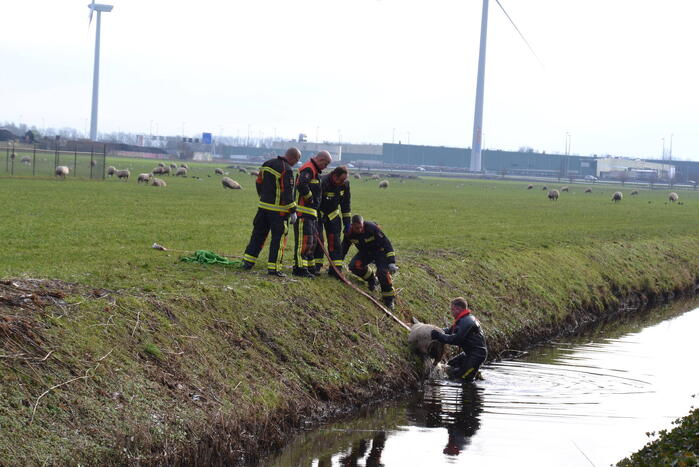 Brandweer redt schaap uit een sloot