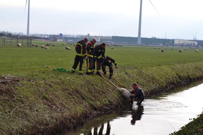 Brandweer redt schaap uit een sloot