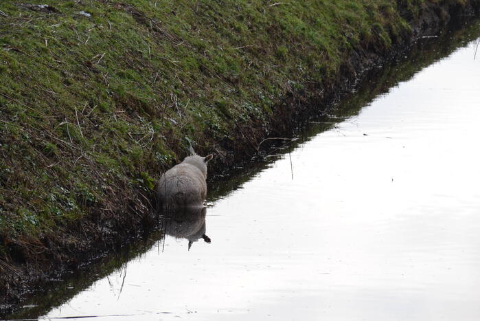 Brandweer redt schaap uit een sloot