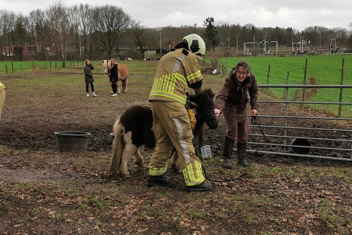 Vastzittende pony gered door brandweer
