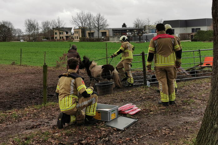 Vastzittende pony gered door brandweer