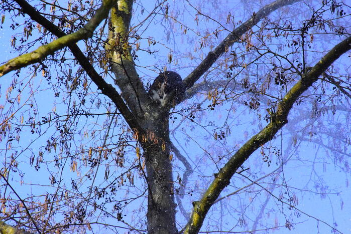 Brandweer probeert kat uit boom te spuiten
