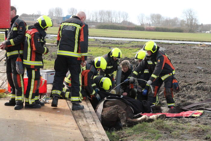 Paard valt in groot gat naast rijplaten