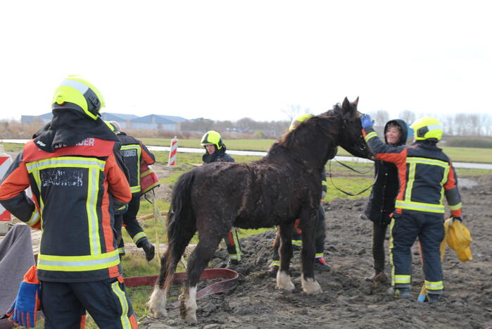 Paard valt in groot gat naast rijplaten
