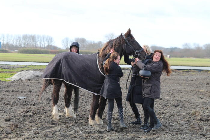 Paard valt in groot gat naast rijplaten