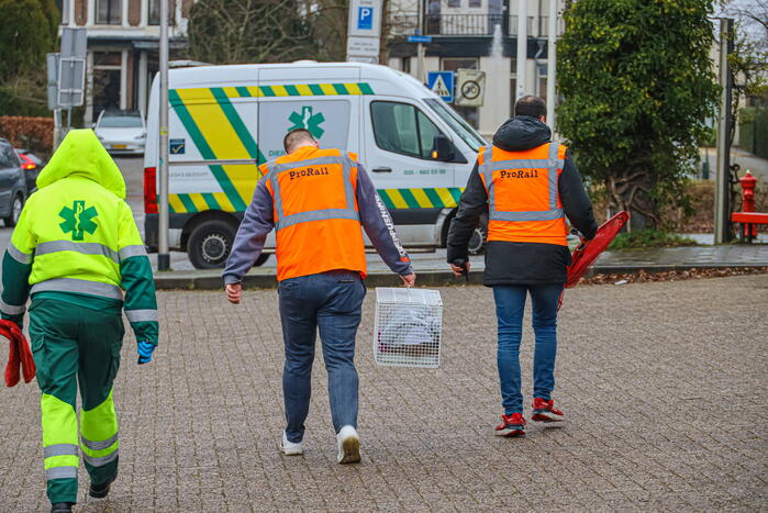Vos aangereden door trein