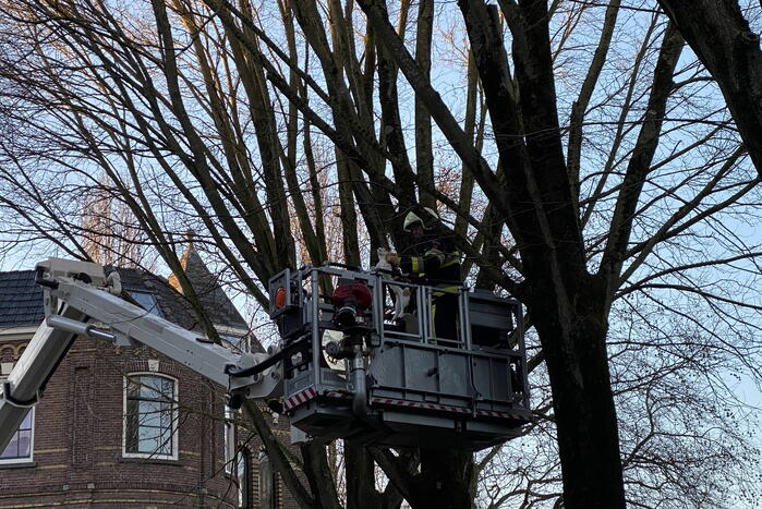 Brandweer redt kat uit boom
