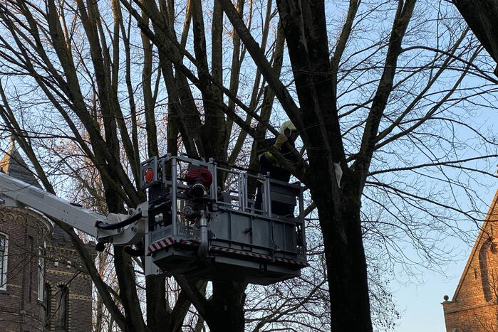 Brandweer redt kat uit boom