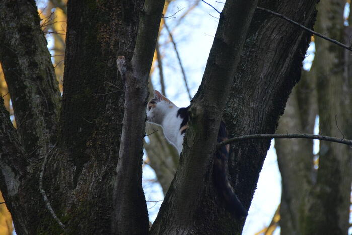 Brandweer redt kat uit boom