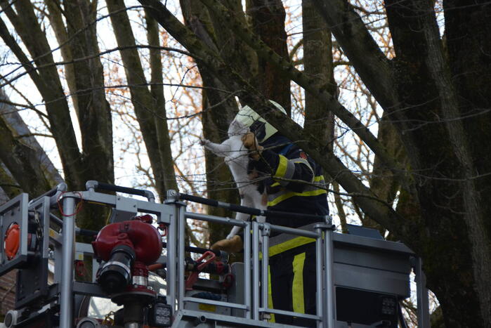 Brandweer redt kat uit boom