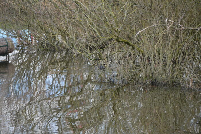 Meerkoet raakt verstrikt en wordt gered door brandweer