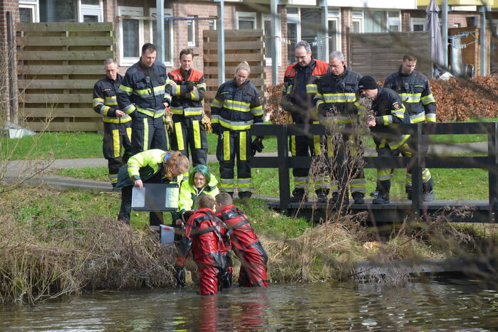 Meerkoet raakt verstrikt en wordt gered door brandweer
