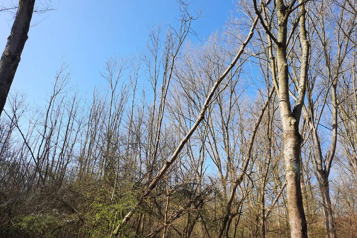 Omgewaaide bomen blokkeren weg
