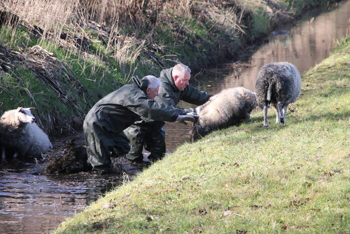 Brandweer redt vier schapen uit de sloot