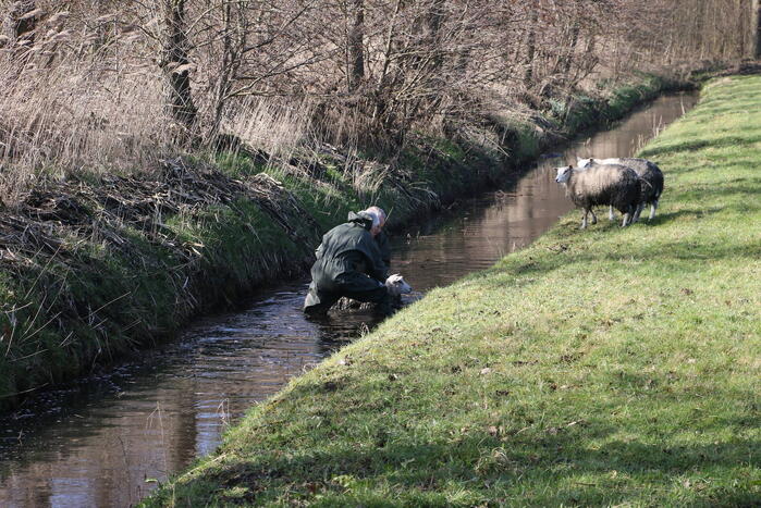 Brandweer redt vier schapen uit de sloot