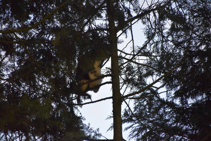 Kat in hoge boom op de vlucht voor brandweer