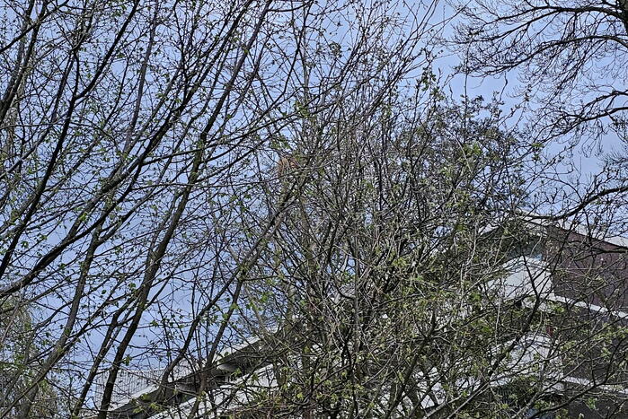 Brandweer ingezet voor kat in boom