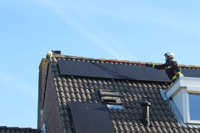 Brandweermannen halen kat van het dak