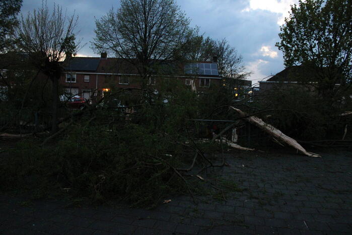 Bomen versplinterd door blikseminslag