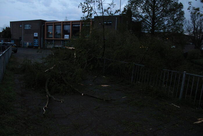 Bomen versplinterd door blikseminslag