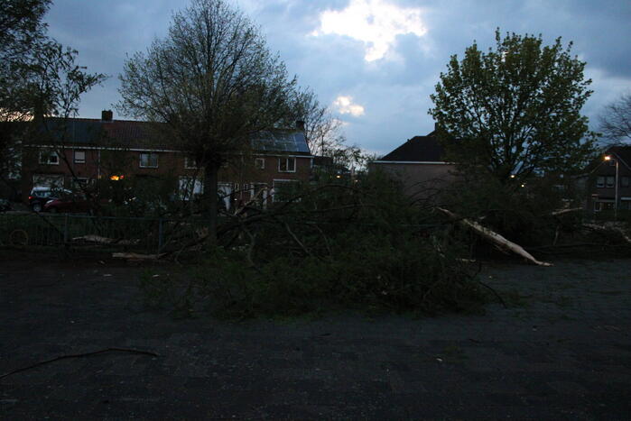 Bomen versplinterd door blikseminslag