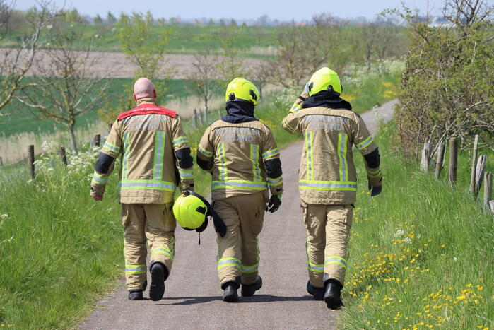 Lammetjes gedood door hond