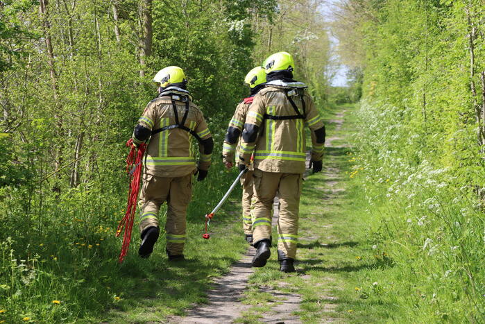 Lammetjes gedood door hond