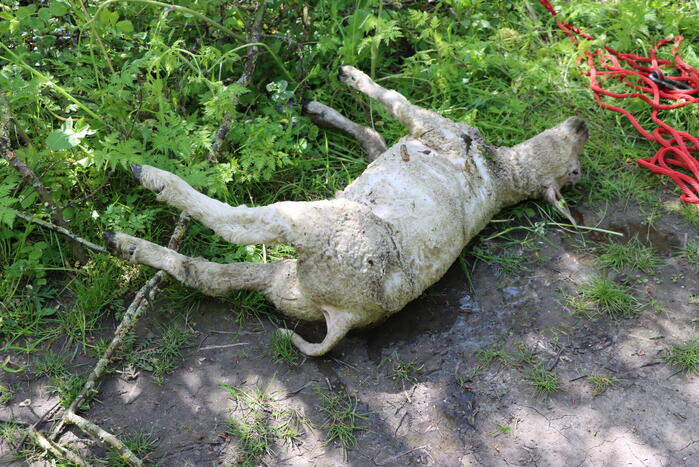 Lammetjes gedood door hond