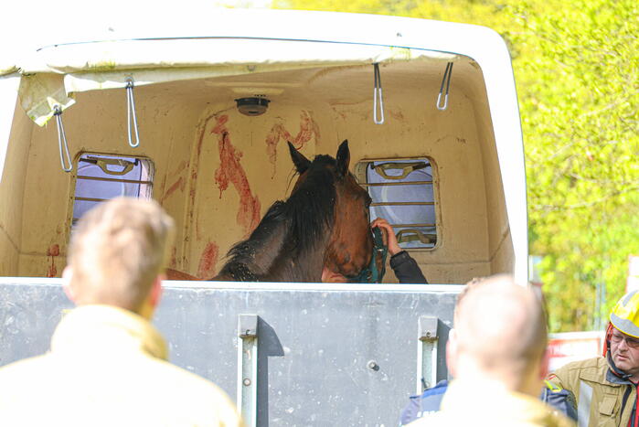 Paard overleden na verwonding in paardentrailer