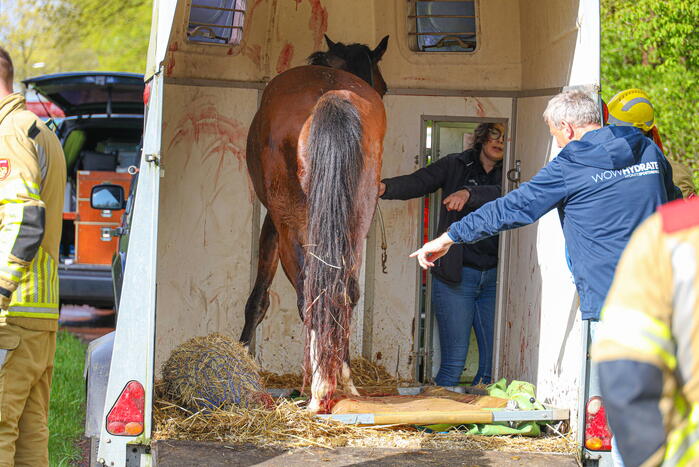 Paard overleden na verwonding in paardentrailer