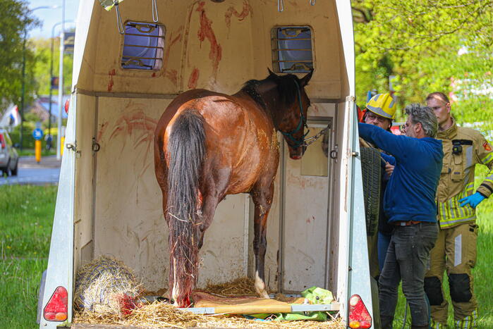 Paard overleden na verwonding in paardentrailer