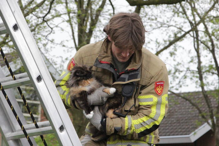 Kat Moesha door brandweer uit boom gered
