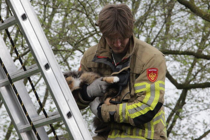 Kat Moesha door brandweer uit boom gered