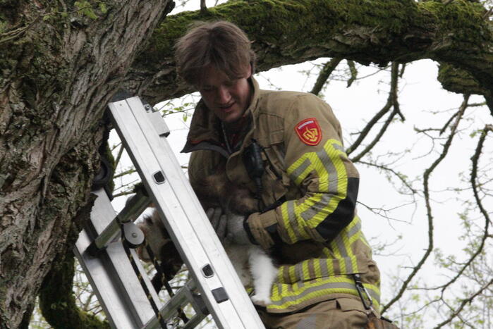 Kat Moesha door brandweer uit boom gered