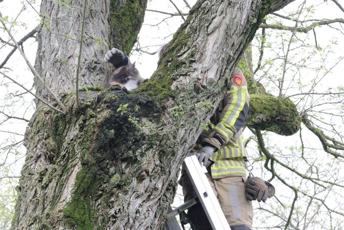 Kat Moesha door brandweer uit boom gered